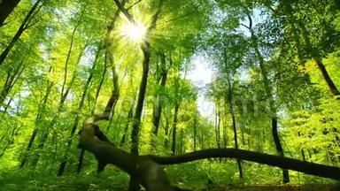 太阳把迷人的光线投射到<strong>清新</strong>的<strong>绿色</strong>森林里